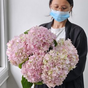 Pink Hydrangeas
