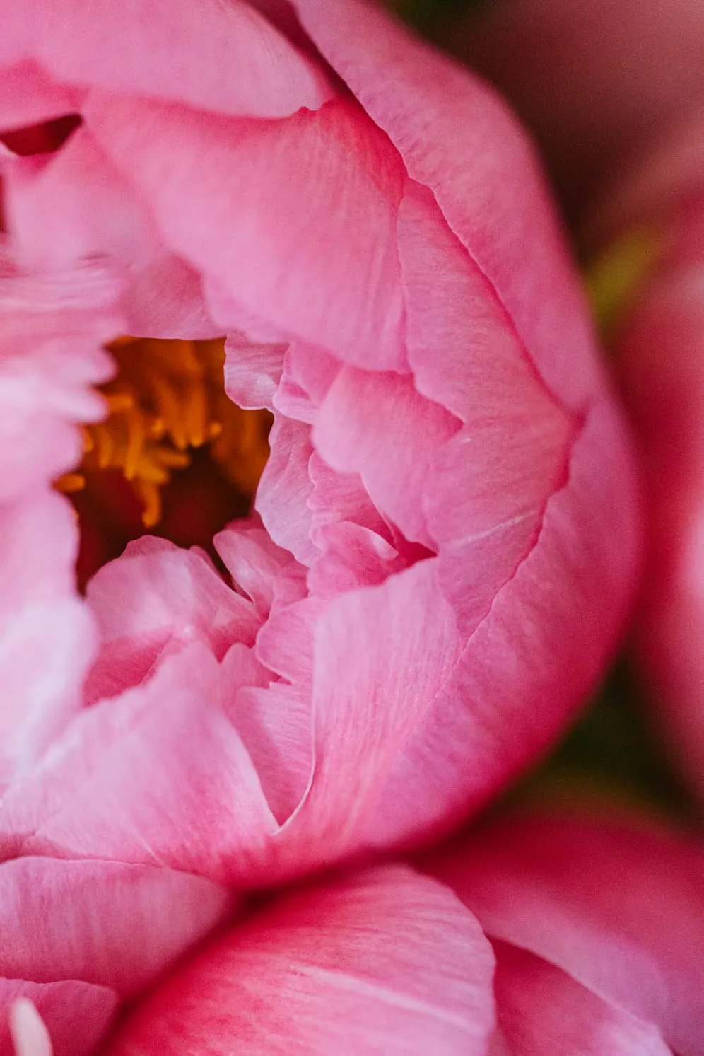 Coral Charm - Image 2